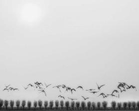 Seagulls over the fields